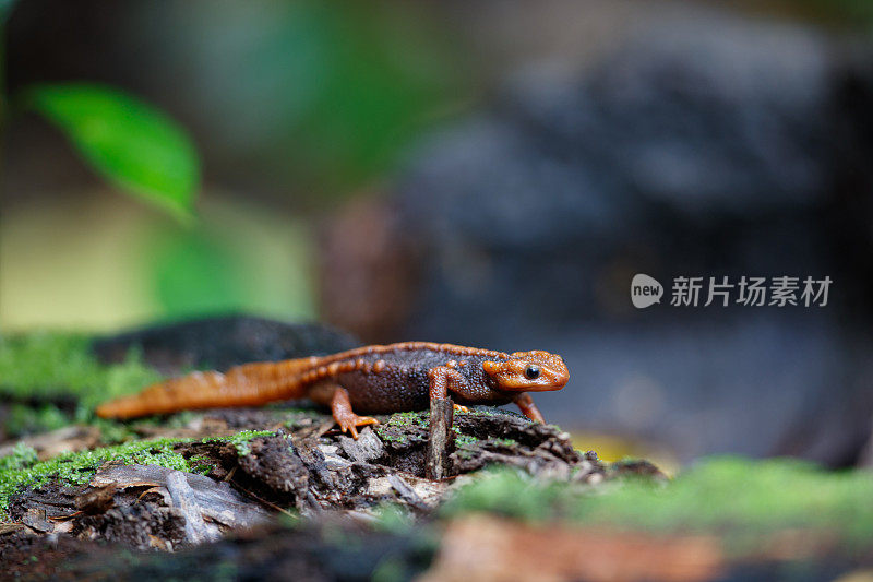 动物:成年喜马拉雅蝾螈(Tylototriton verrucosus)，也被称为鳄鱼蝾螈、鳄鱼蝾螈、喜马拉雅蝾螈和红节蝾螈。